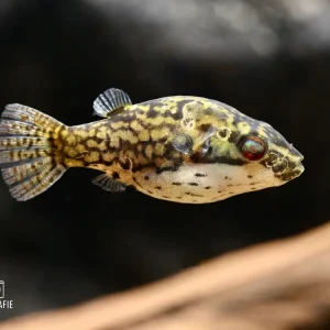 Kamm Kugelfisch (Carinotetraodon irrubesco) Beliebt